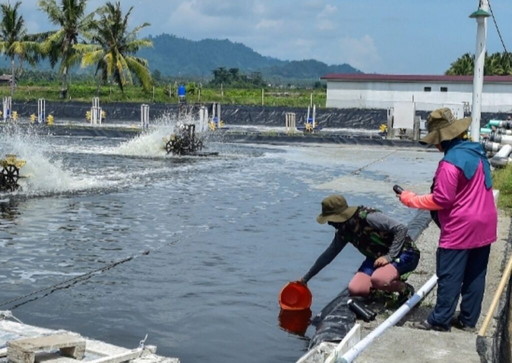 LANGGAR PERIJINAN, KPP SEGEL TAMBAK UDANG SELUAS 7,7 HEKTARE DI KARIMUNJAWA