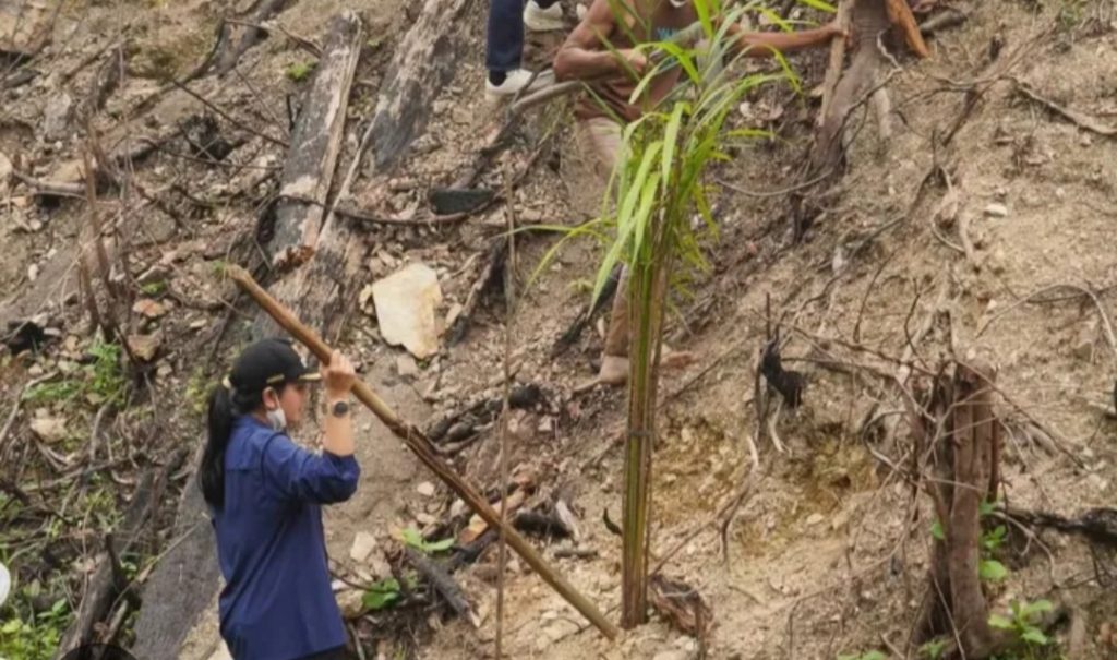 PEMERINTAH DIMINTA KAJI WACANA 12,7 JUTA H HUTAN RUSAK DIJADIKAN KEBUN SAWIT
