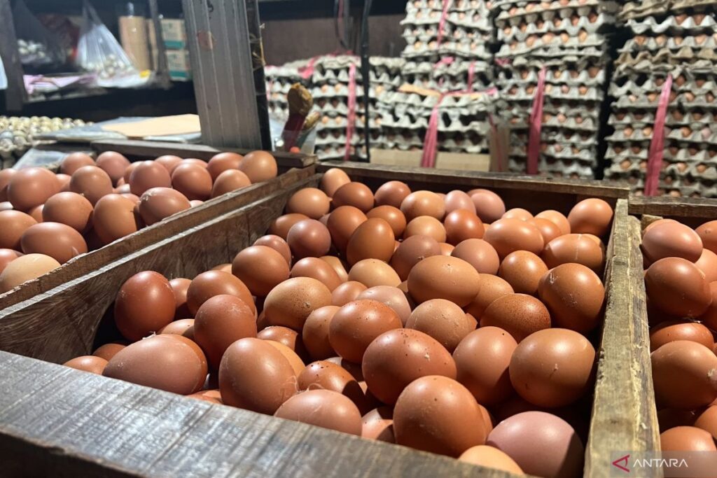 MENTAN AMRAN: HARGA TELUR DI PETERNAKAN RP 20 REBU, TAPI DIKONSUMEN HARGA NAIK TINGGI